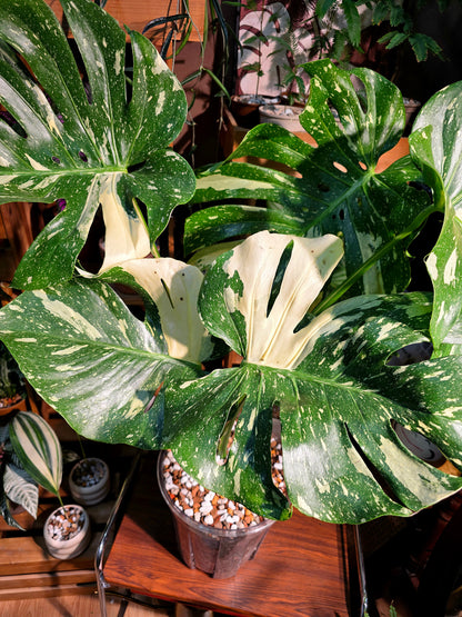 Monatera thai constellations 灑金龜背竹