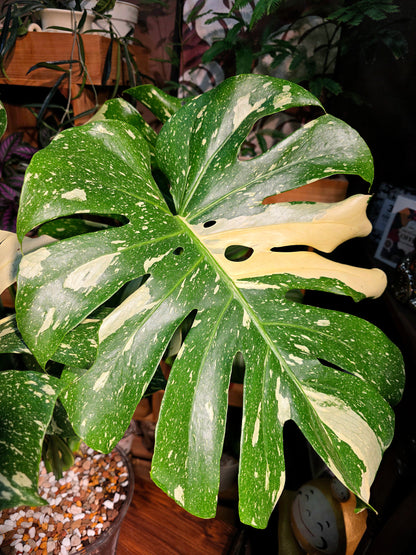 Monatera thai constellations 灑金龜背竹