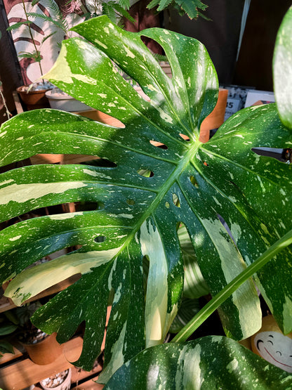 Monatera thai constellations 灑金龜背竹