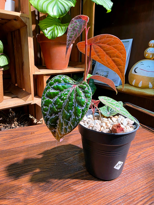 Piper crocatum 瑰麗胡椒