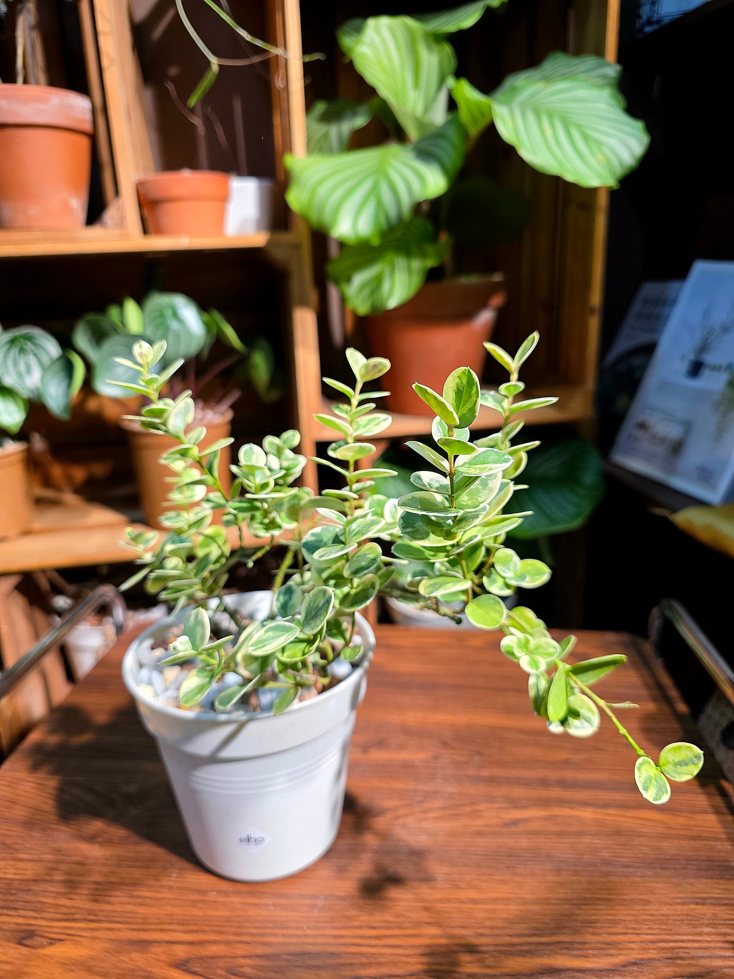 Carissa macrocarpa variegata 花葉假虎刺