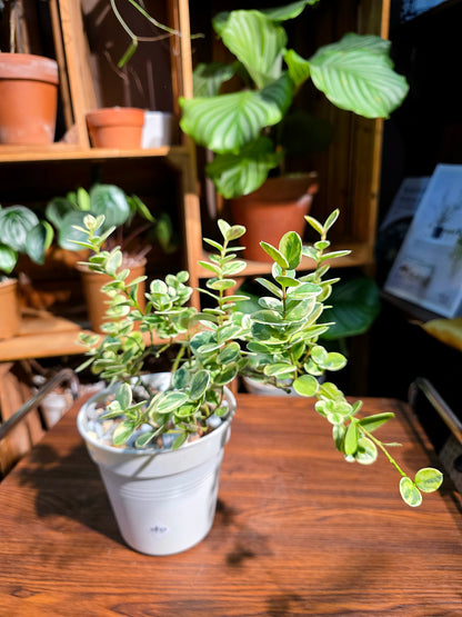 Carissa macrocarpa variegata 花葉假虎刺