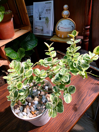 Carissa macrocarpa variegata 花葉假虎刺