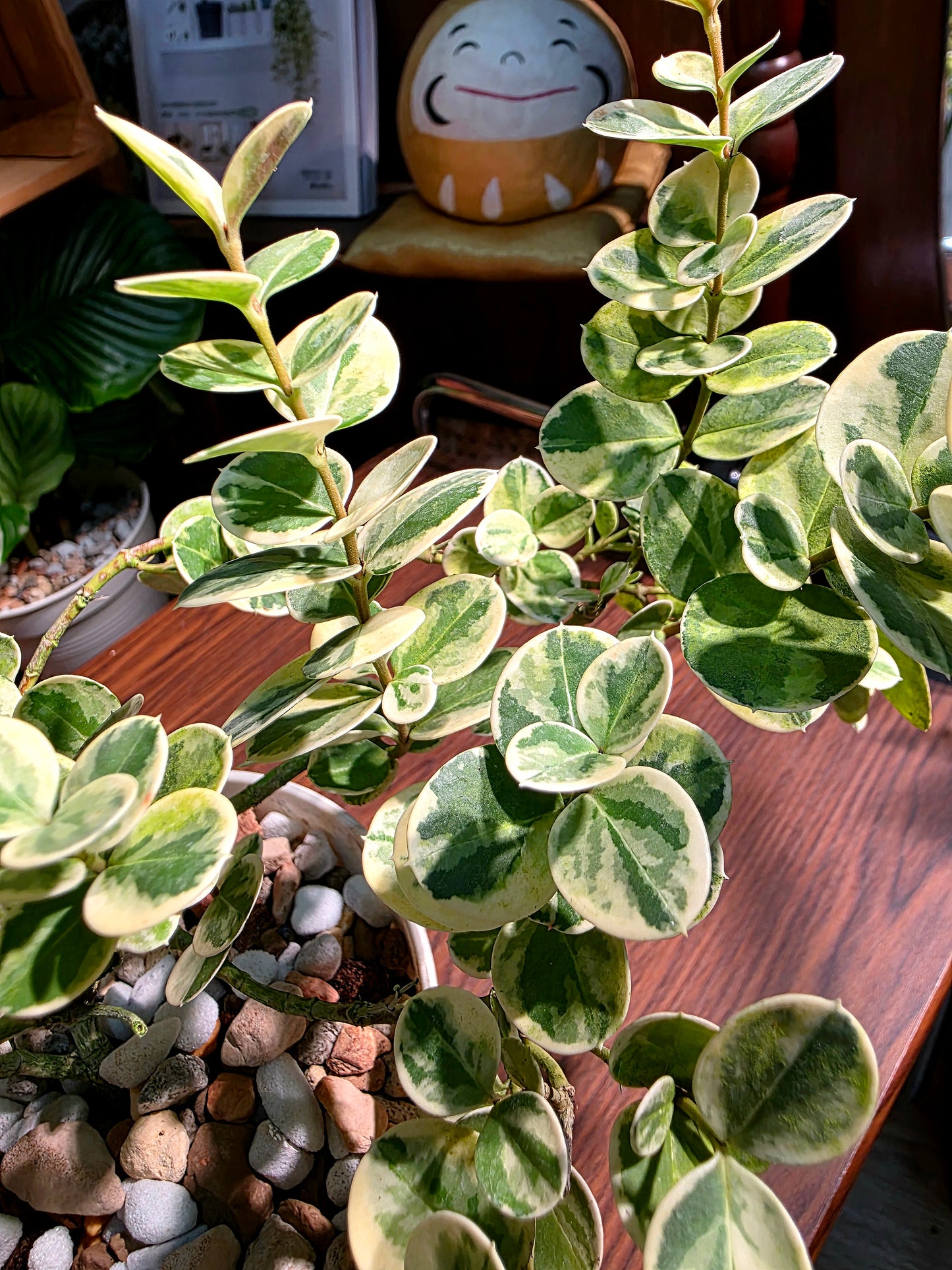 Carissa macrocarpa variegata 花葉假虎刺