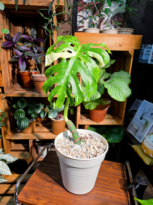 Monstera thai constellation 灑金龜背竹