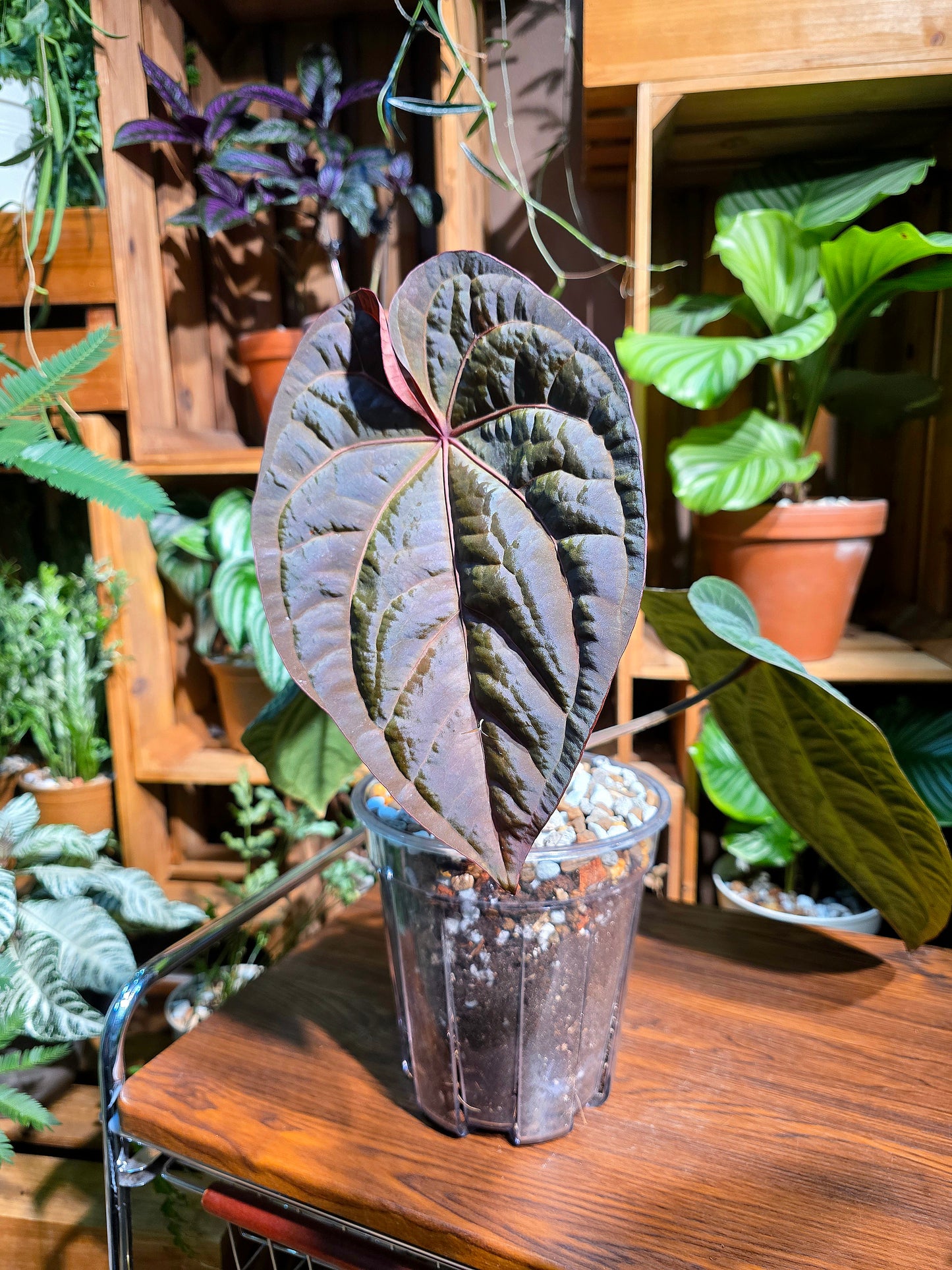 Anthurium dressleri 戴斯花燭