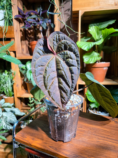 Anthurium dressleri 戴斯花燭
