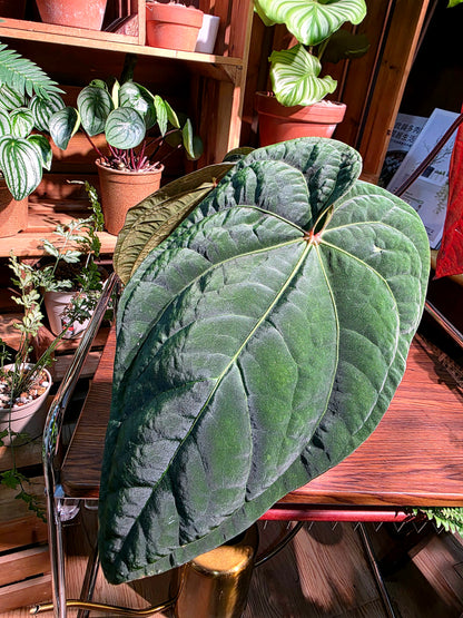 Anthurium dressleri 戴斯花燭