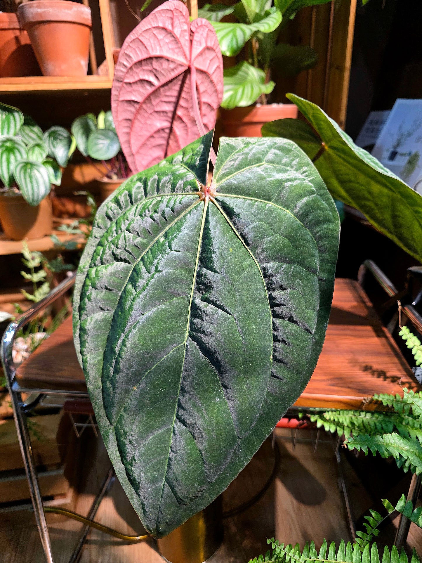 Anthurium dressleri 戴斯花燭