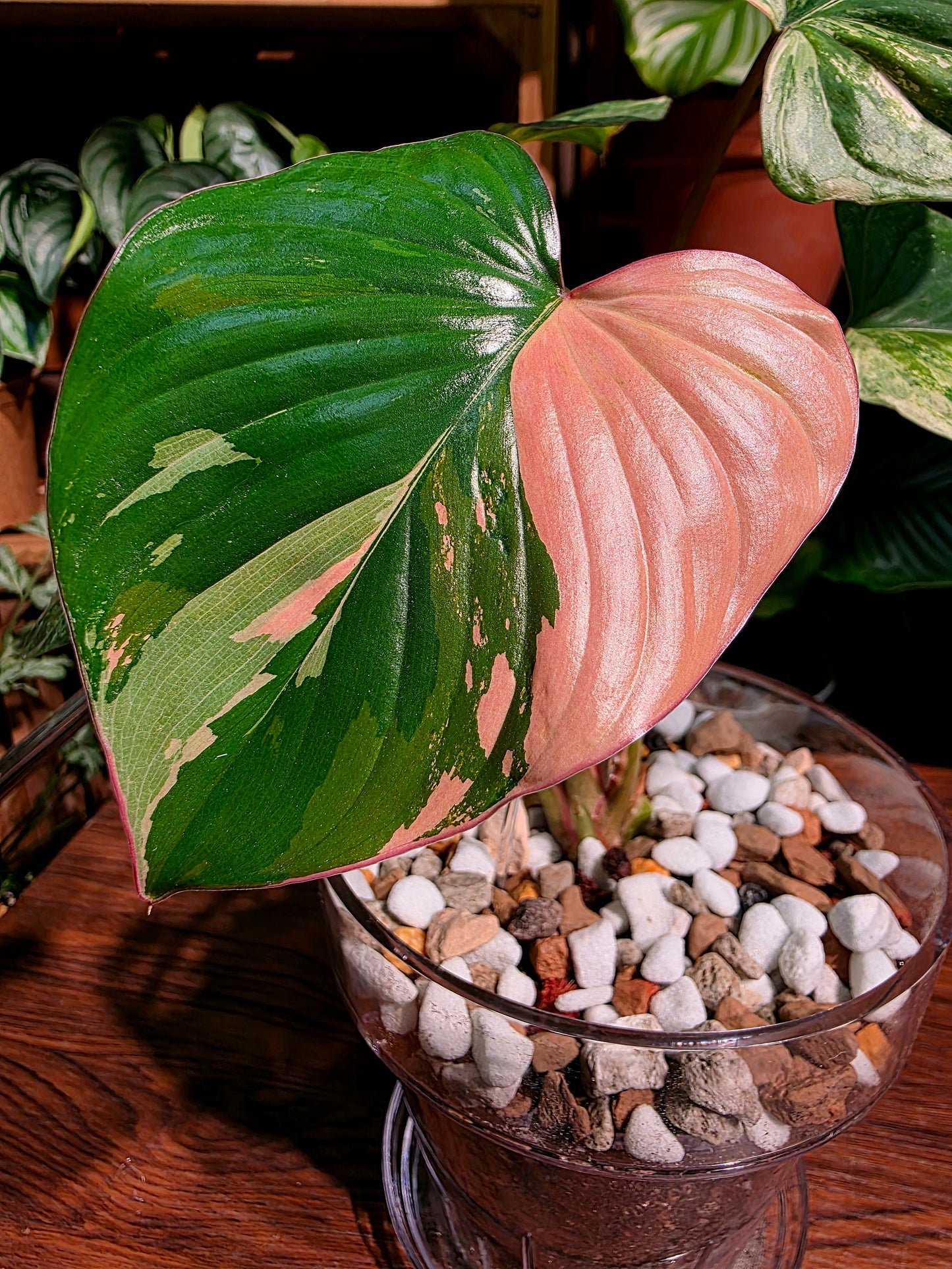 Homalomena variegated pink 粉錦團扇