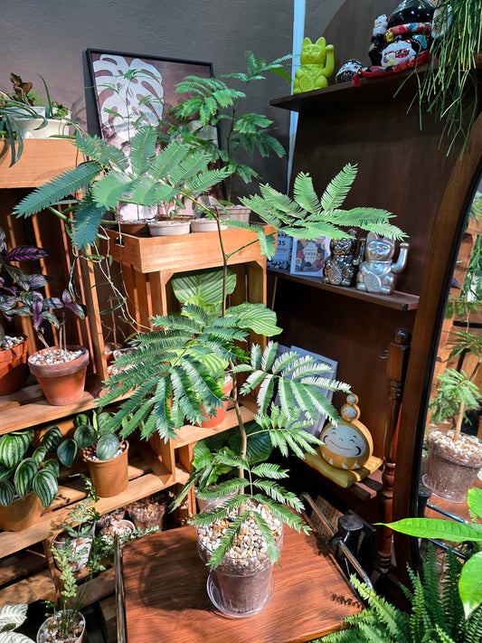 Cojoba arborea 小豆樹