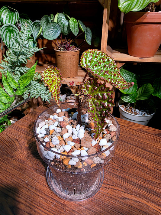 Begonia sp 小紅莓秋海棠