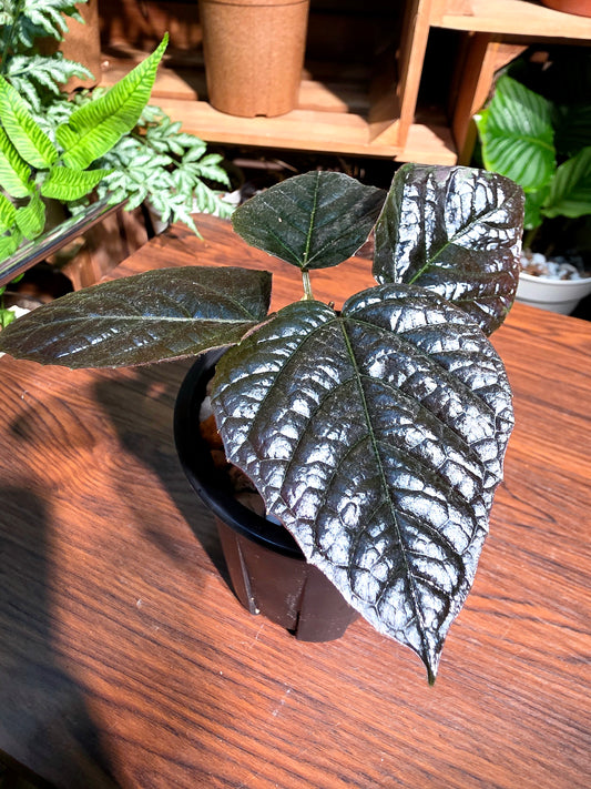 Piper sp Borneo 黑加倫葡萄胡椒