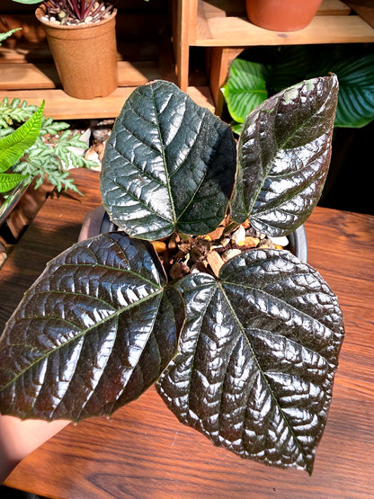 Piper sp Borneo 黑加倫葡萄胡椒