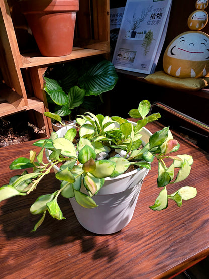 Hoya heuschkeliana variegata 休內球蘭