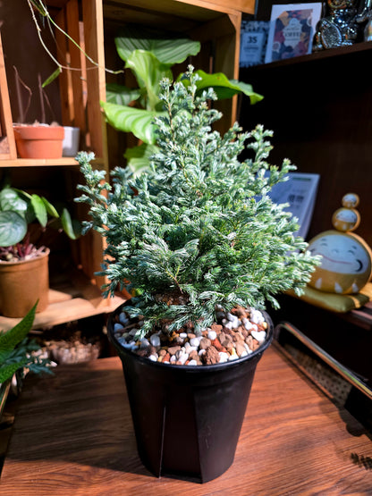 Chamaecyparis pisfera boulevard 藍湖柏