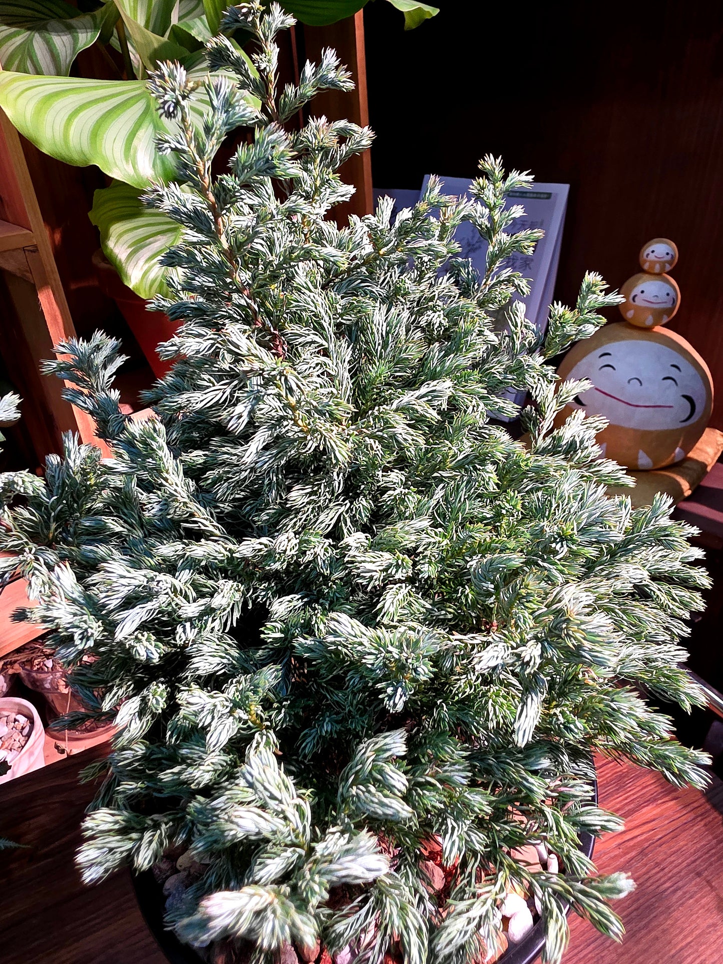 Chamaecyparis pisfera boulevard 藍湖柏