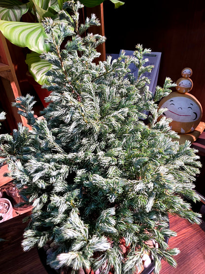 Chamaecyparis pisfera boulevard 藍湖柏