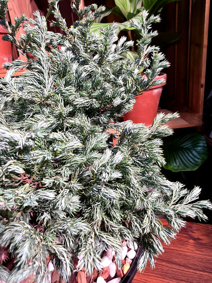 Chamaecyparis pisfera boulevard 藍湖柏