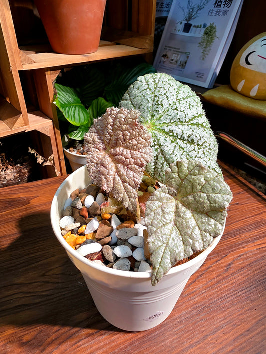 Begonia sp 救贖秋海棠