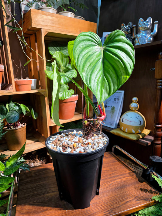 Philodendron plowmanii 西瓜普洛蔓綠絨