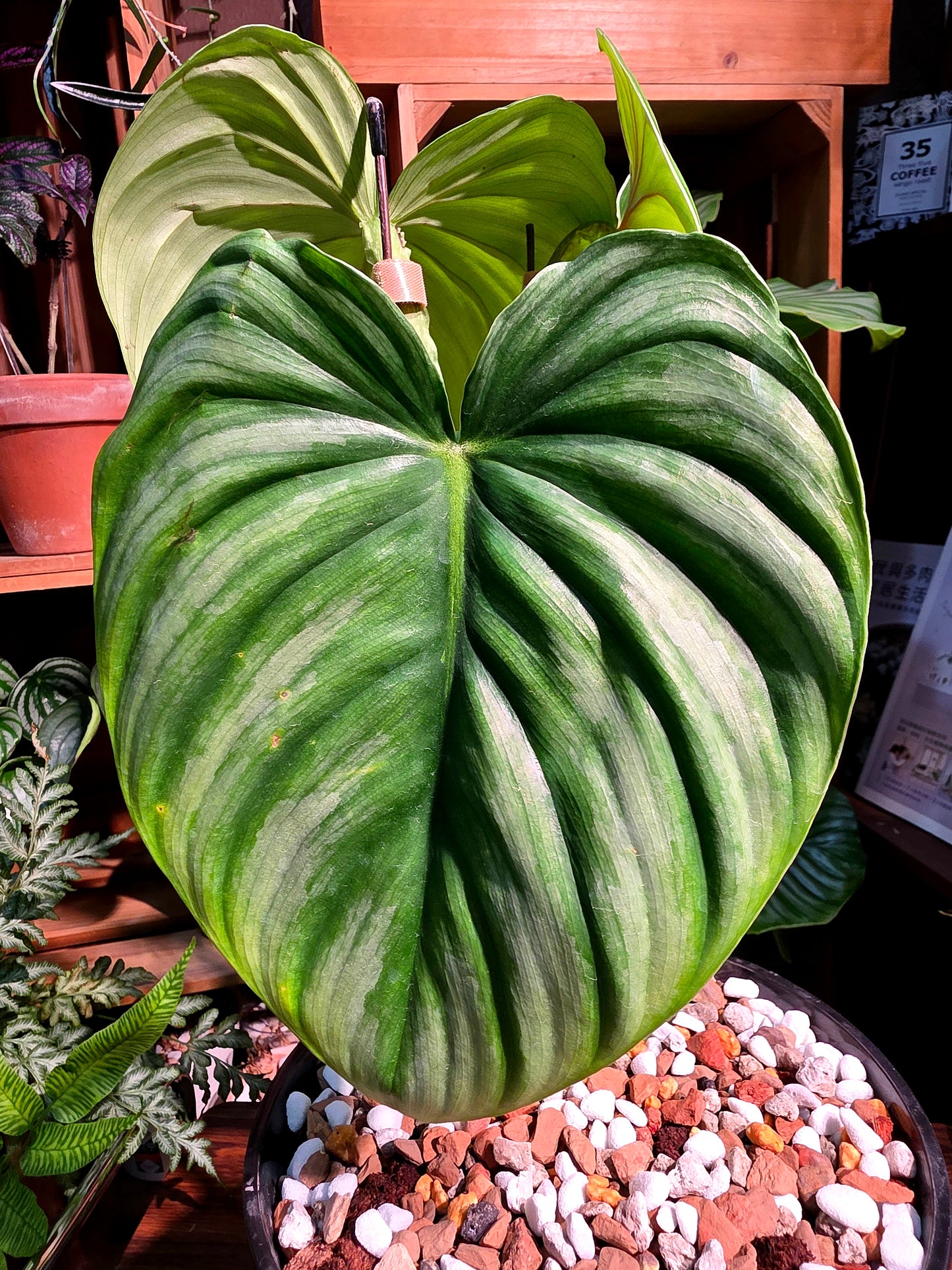 Philodendron plowmanii 西瓜普洛蔓綠絨