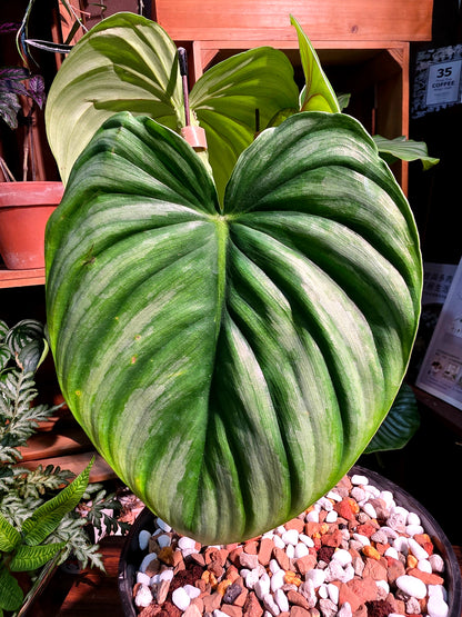 Philodendron plowmanii 西瓜普洛蔓綠絨