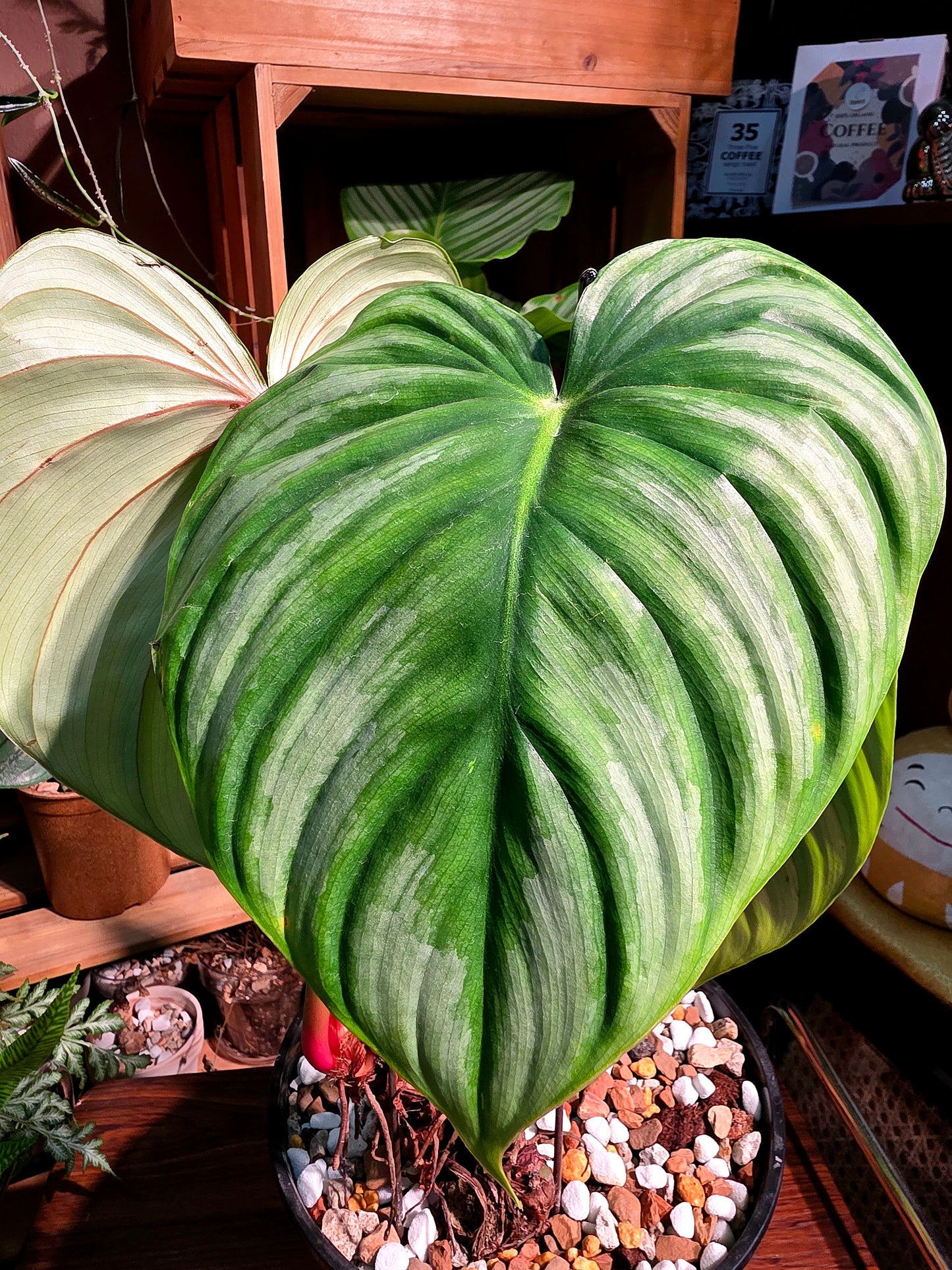 Philodendron plowmanii 西瓜普洛蔓綠絨