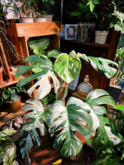 Monstera albo variegated 白斑龜背竹