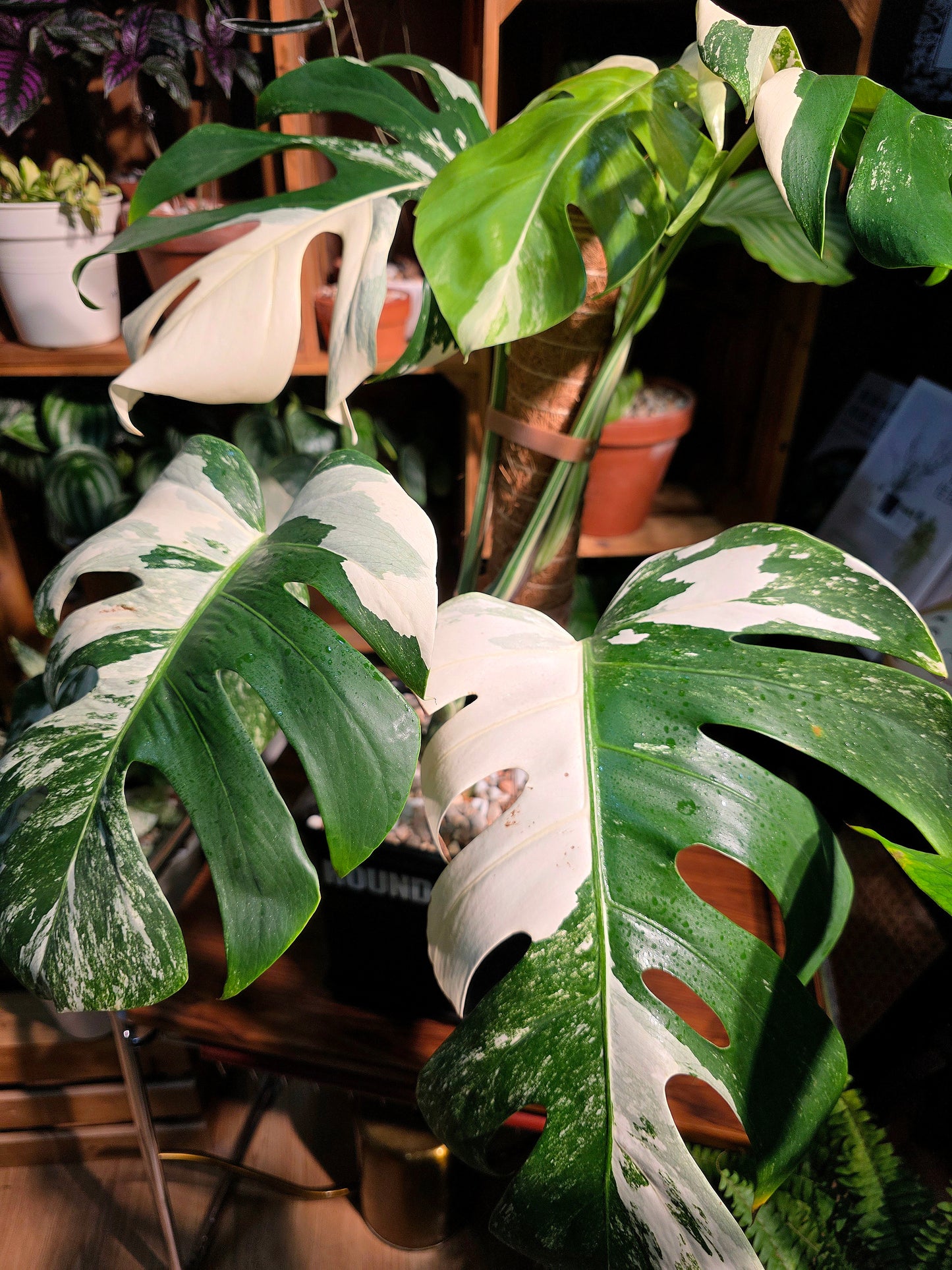 Monstera albo variegated 白斑龜背竹