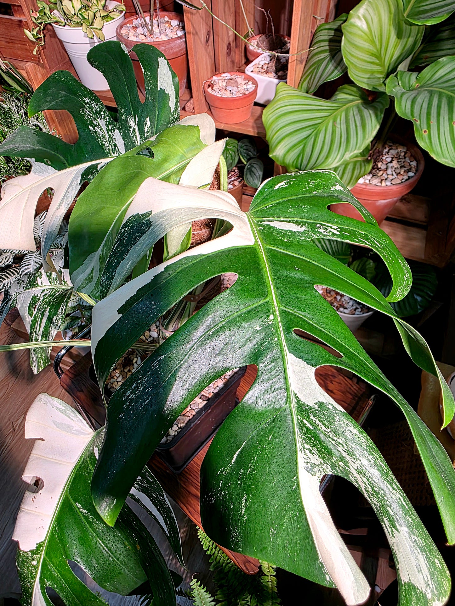 Monstera albo variegated 白斑龜背竹