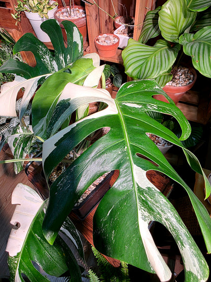 Monstera albo variegated 白斑龜背竹