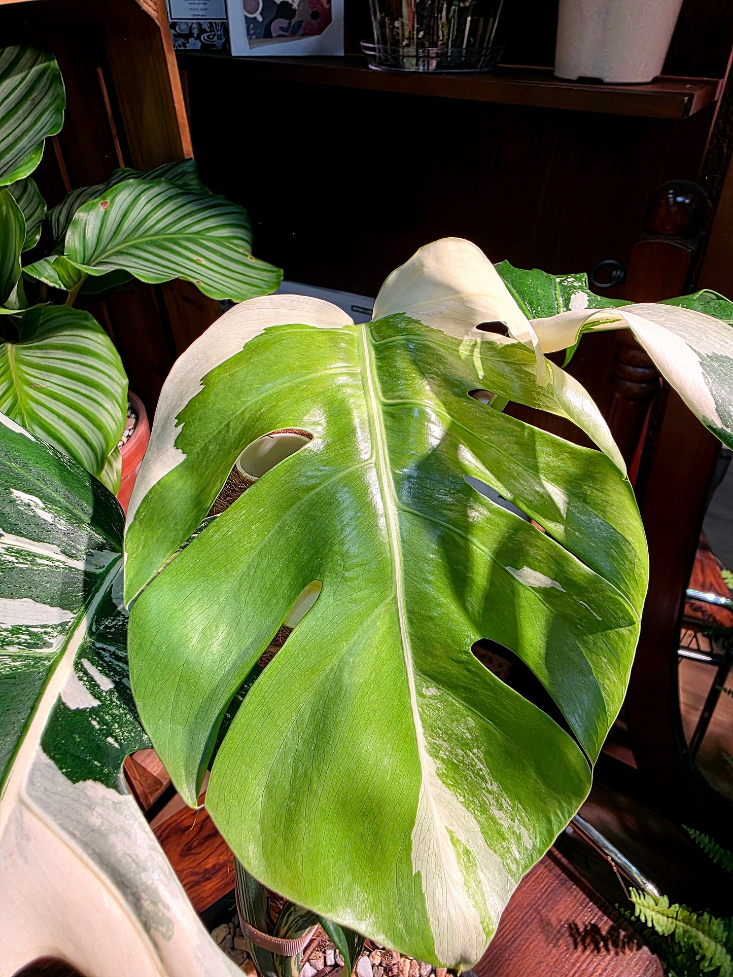 Monstera albo variegated 白斑龜背竹