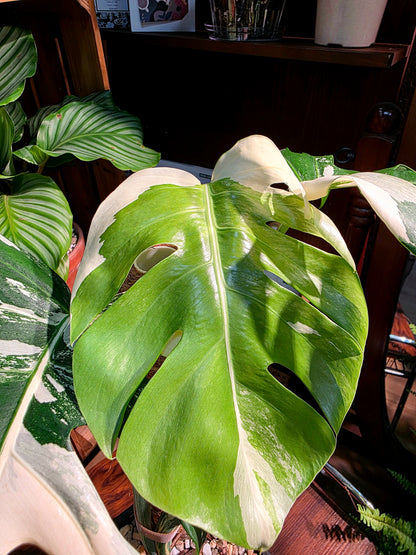 Monstera albo variegated 白斑龜背竹