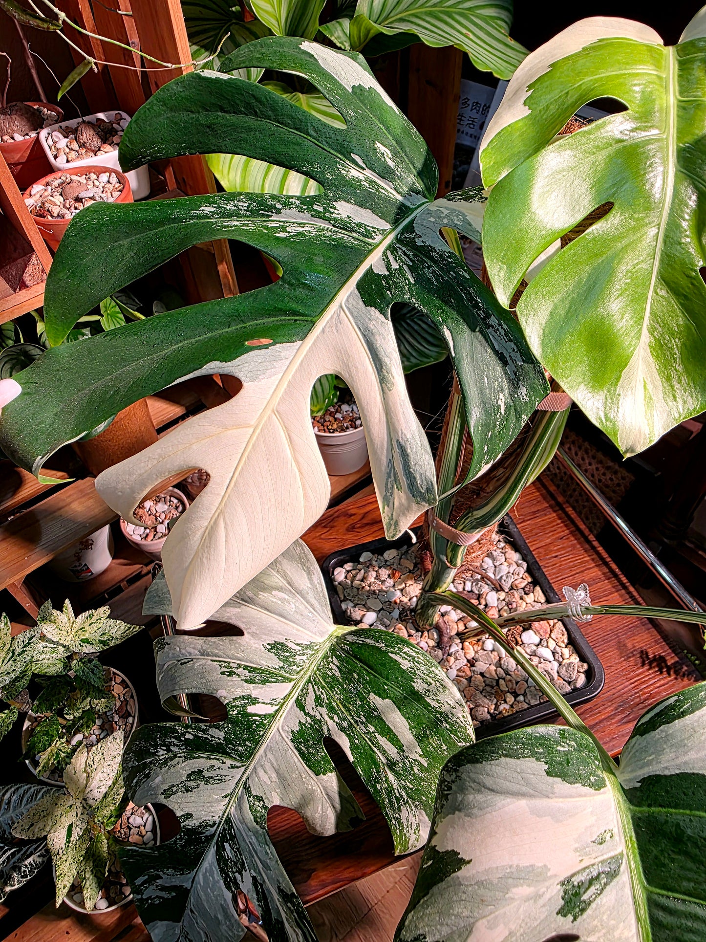 Monstera albo variegated 白斑龜背竹
