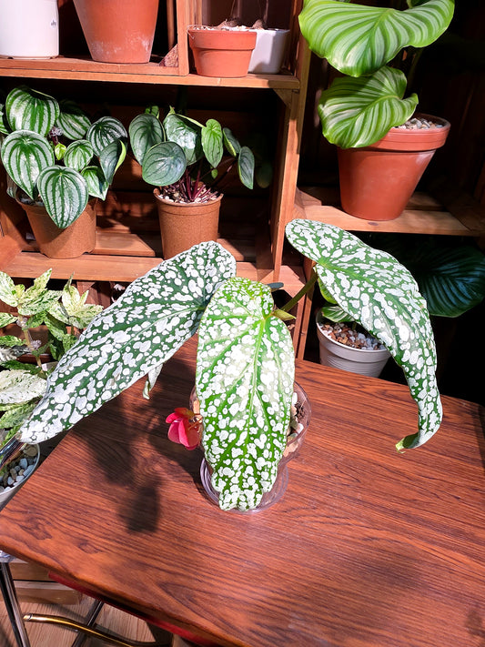 Begonia sp 梨花秋海棠