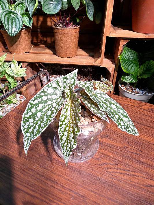 Begonia white ice 白冰秋海棠