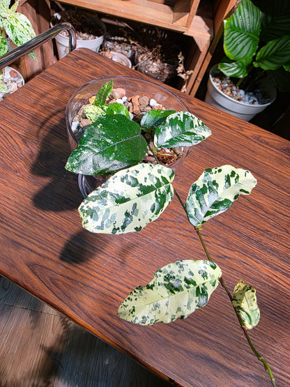 Ficus punctata variegated 馬賽克榕