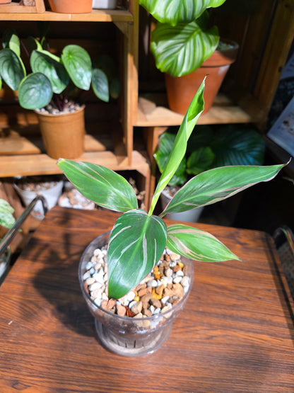 Musa nono pink 粉錦彩雲蕉