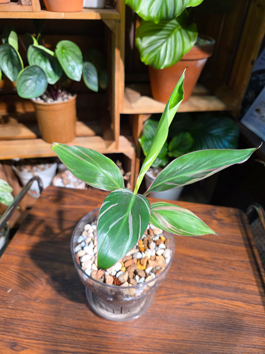 Musa nono pink 粉錦彩雲蕉