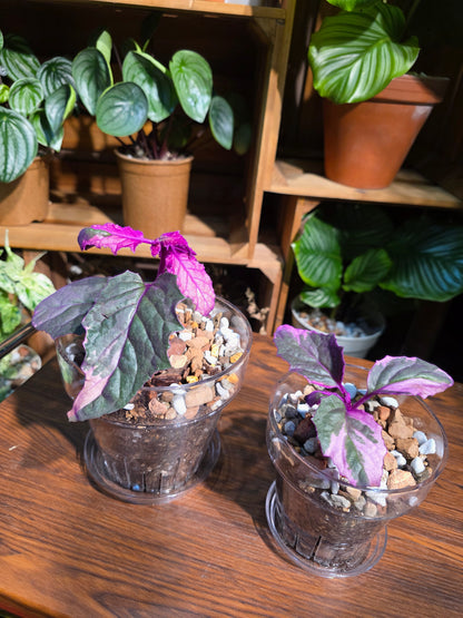 Gynura aurantaca variegated 紫絨菊錦