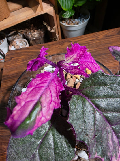 Gynura aurantaca variegated 紫絨菊錦