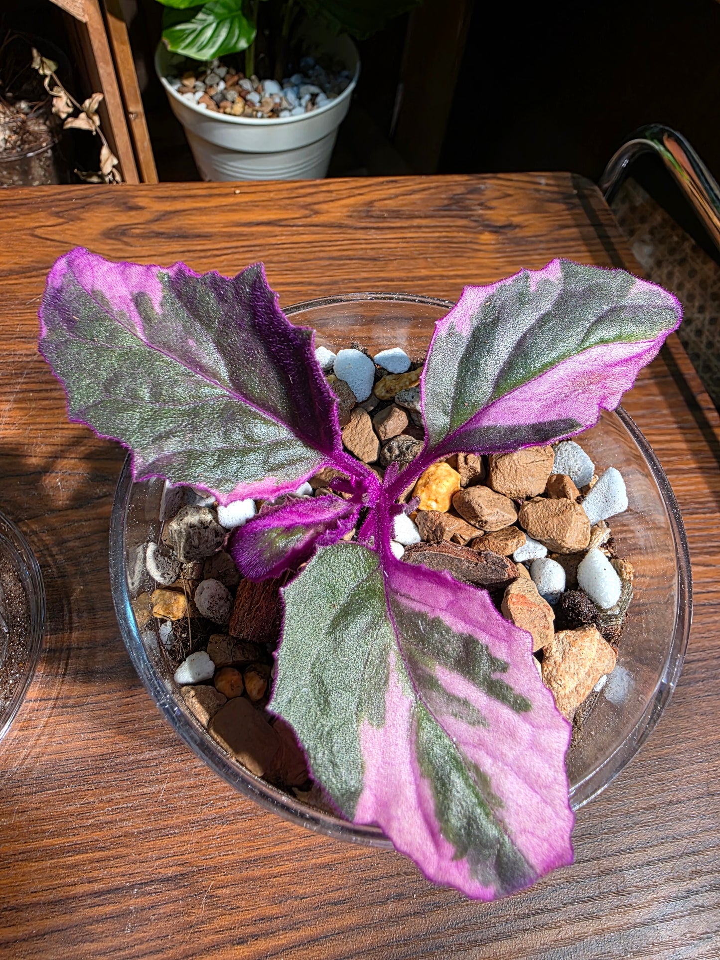 Gynura aurantaca variegated 紫絨菊錦