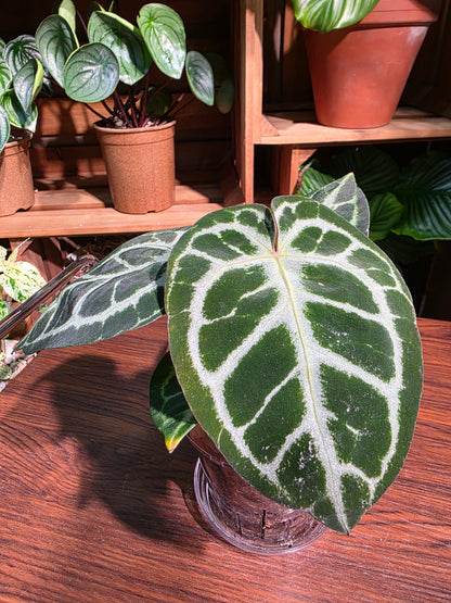 Anthurium crystallinum 水晶花燭