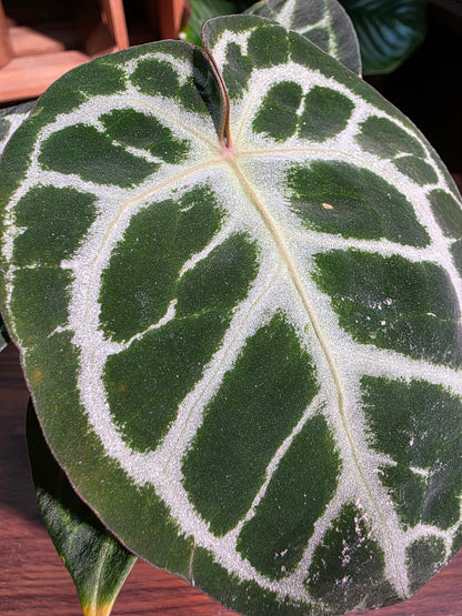 Anthurium crystallinum 水晶花燭