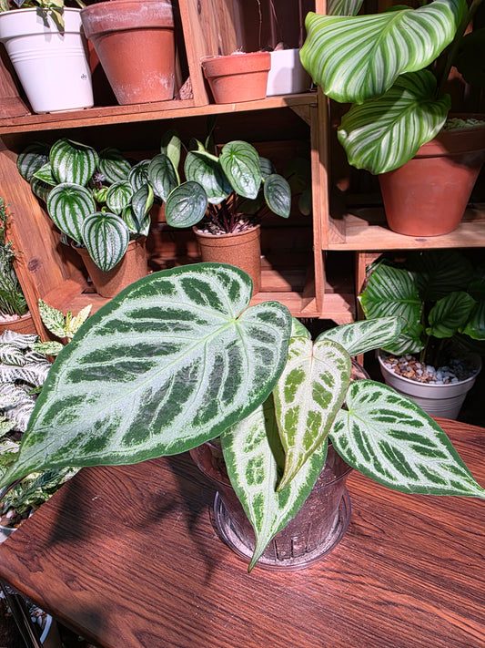 Anthurium silver blush 銀刷子花燭