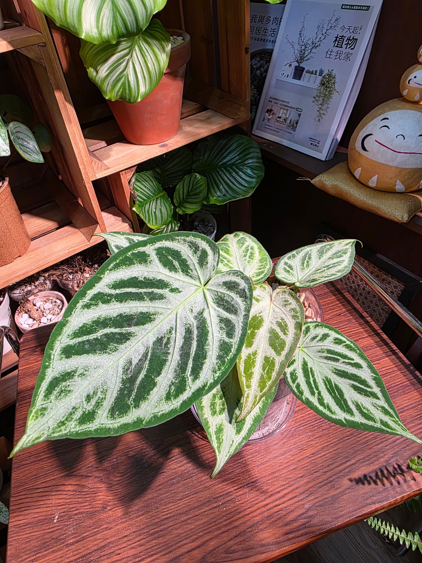 Anthurium silver blush 銀刷子花燭