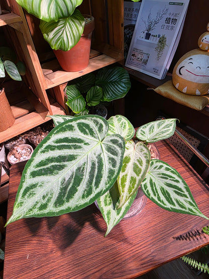 Anthurium silver blush 銀刷子花燭