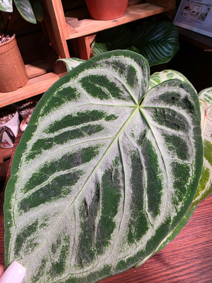 Anthurium silver blush 銀刷子花燭