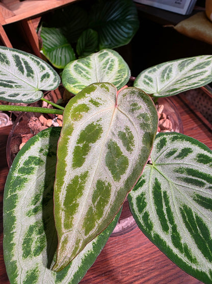 Anthurium silver blush 銀刷子花燭
